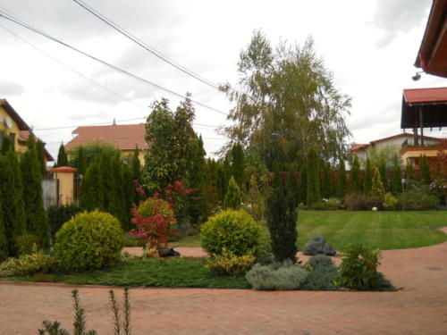 Amenajare spatiu verde cu plante si gazon