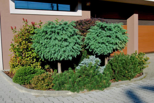 Amenajare zona de plante (2)