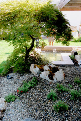 Amenajare zona de plante langa iaz