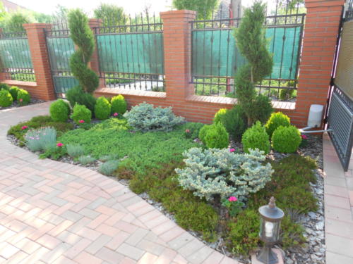 Detaliu zona de plante